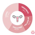 Gen Z Periods Different? Why Younger Women Report More Irregular Cycles